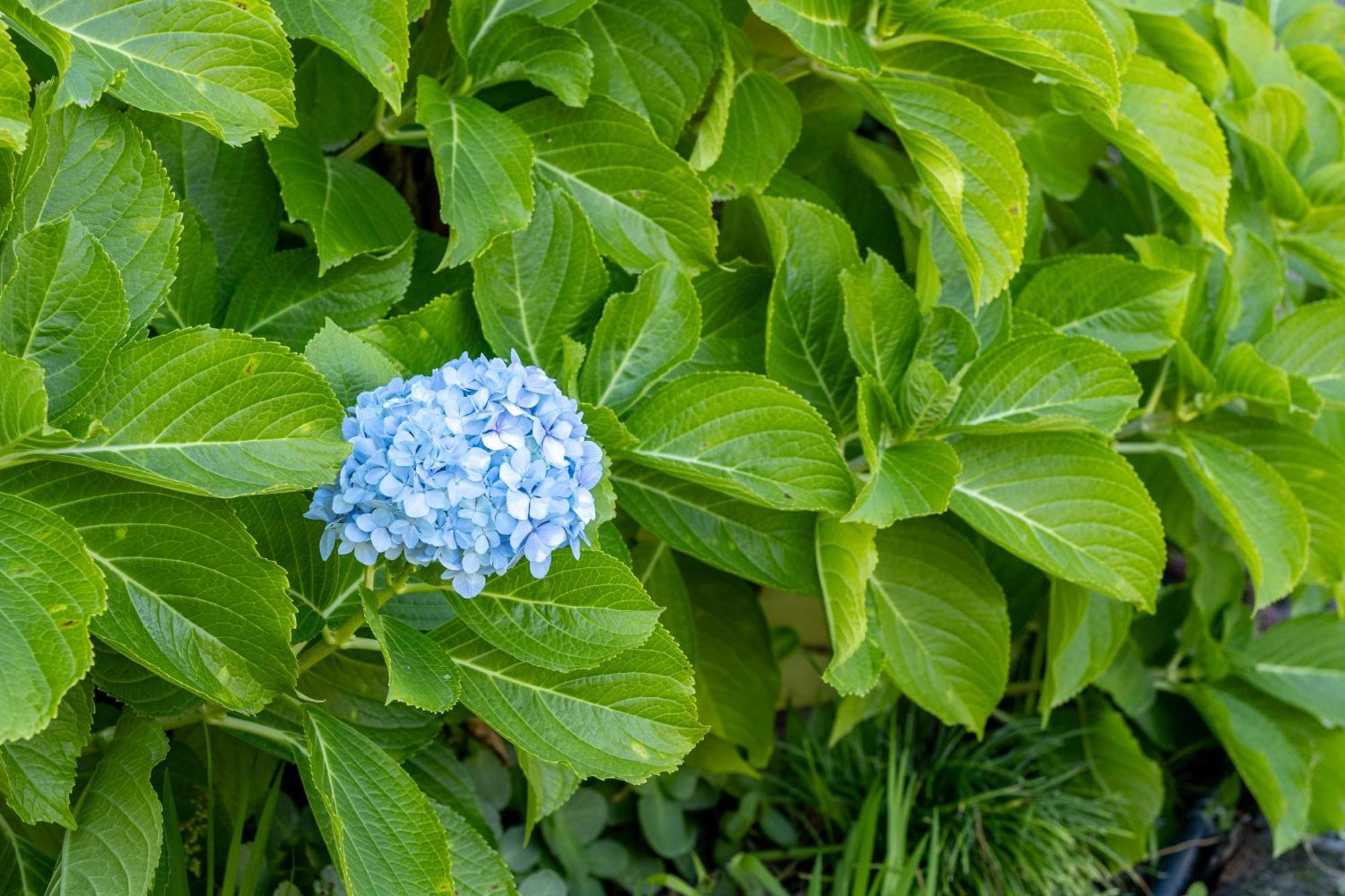 Hydrangeas Cottage Kapstaden Exteriör bild